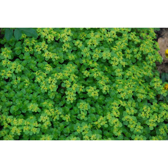 CHRYSOSPLENIUM oppositifolium