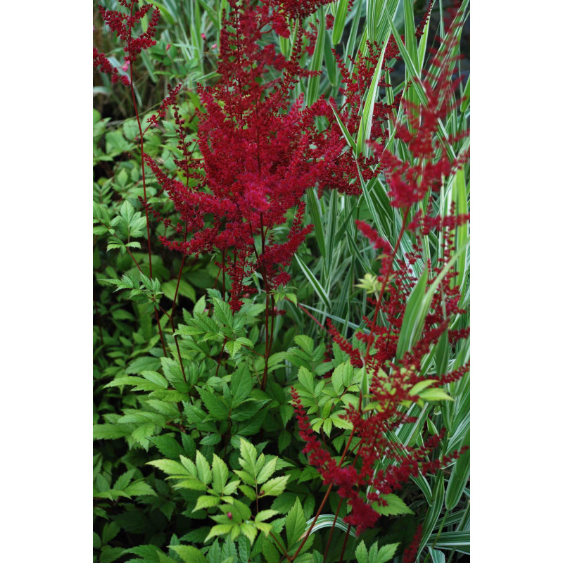ASTILBE x arendsii 'Glüt' ASTILBE x arendsii 'Glüt'