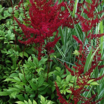 ASTILBE x arendsii &#039;Glüt&#039;