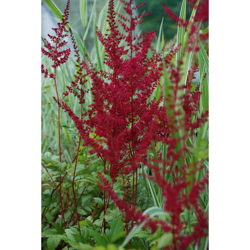 ASTILBE x arendsii 'Glüt' ASTILBE x arendsii 'Glüt'