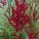 ASTILBE x arendsii 'Glüt'