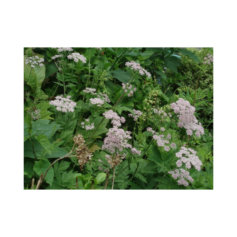 CHAEROPHYLLUM hirsutum 'Roseum'