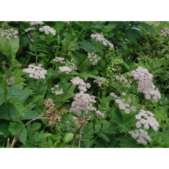 CHAEROPHYLLUM hirsutum 'Roseum'