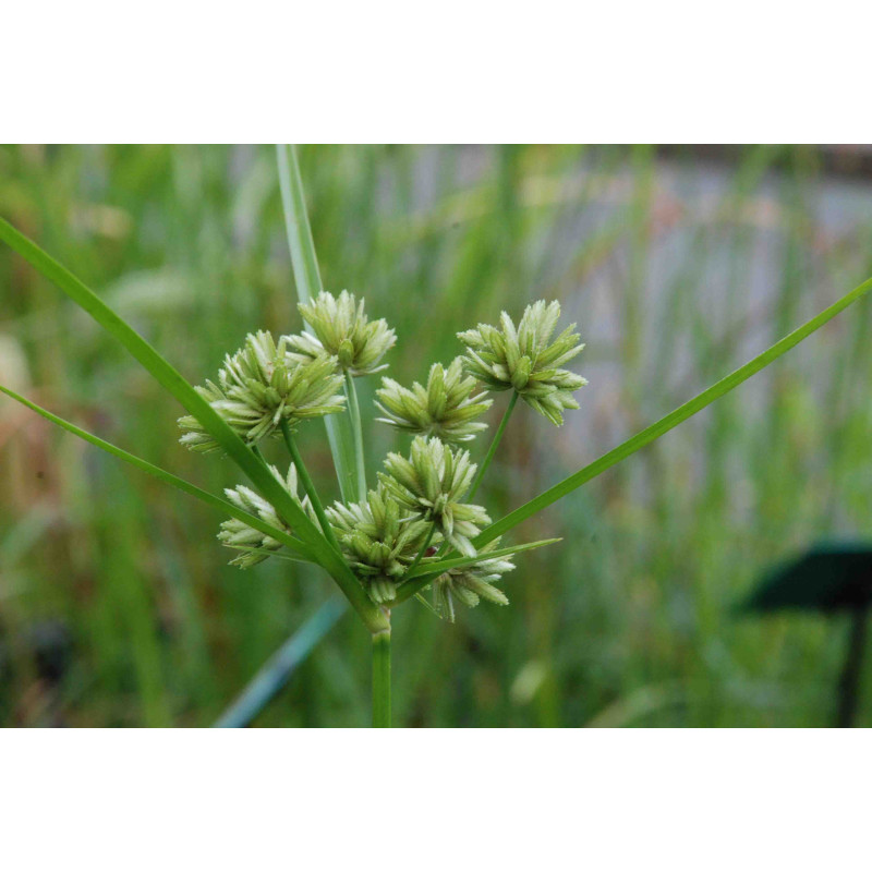 CYPERUS glomeratus