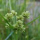 CYPERUS glomeratus