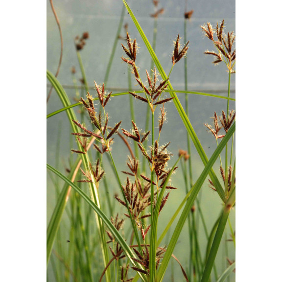 CYPERUS longus