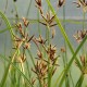 CYPERUS longus