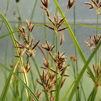 CYPERUS longus