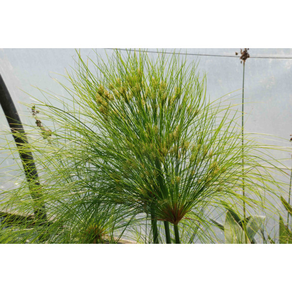 CYPERUS papyrus