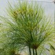 CYPERUS papyrus