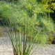 CYPERUS papyrus