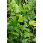 CYRTOMIUM falcatum