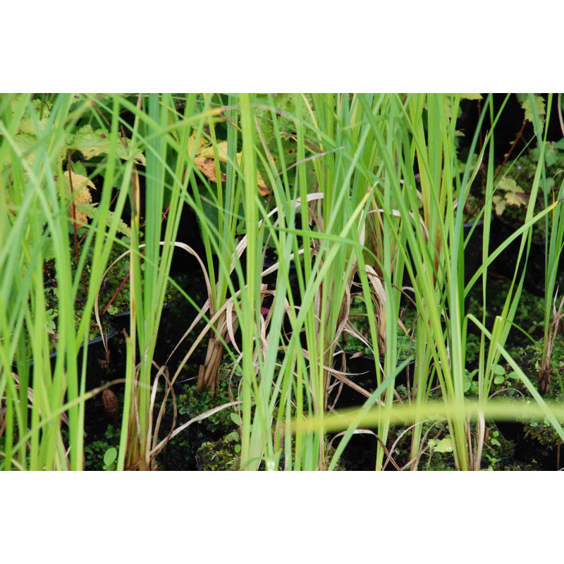 CAREX riparia