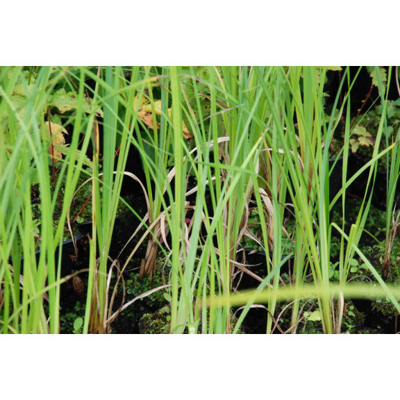 CAREX riparia