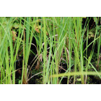 CAREX riparia