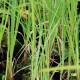 CAREX riparia