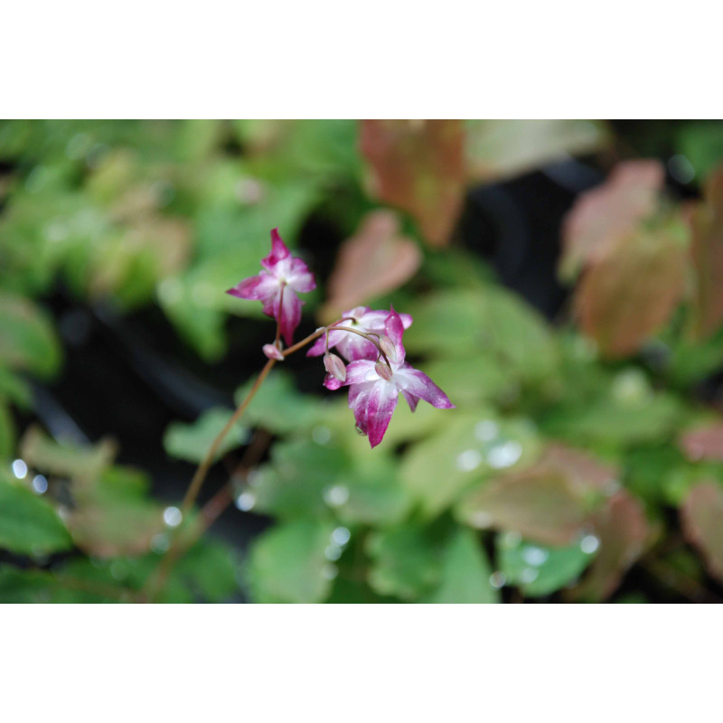 EPIMEDIUM youngianum 'Merlin', couvre-sol l&eacute;ger, mauve-Le Jardin d'Eau