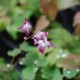 EPIMEDIUM youngianum 'Merlin'