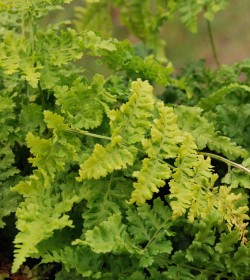 DRYOPTERIS dilatata 'Crispa Whiteside'