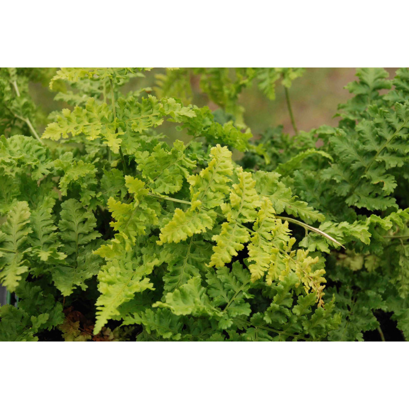 DRYOPTERIS dilatata 'Crispa Whiteside'