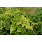 DRYOPTERIS dilatata 'Crispa Whiteside'