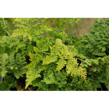 DRYOPTERIS dilatata \'Crispa Whiteside\'