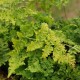 DRYOPTERIS dilatata 'Crispa Whiteside'