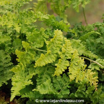 DRYOPTERIS dilatata &#039;Crispa Whiteside&#039;