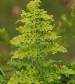 DRYOPTERIS dilatata 'Crispa Whiteside'