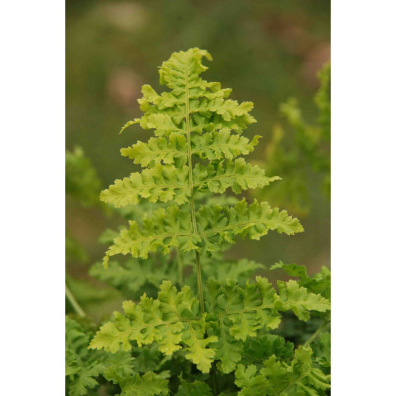 DRYOPTERIS dilatata 'Crispa Whiteside'