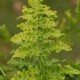 DRYOPTERIS dilatata 'Crispa Whiteside'