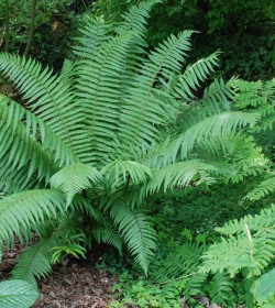 DRYOPTERIS wallichiana