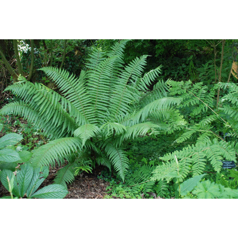 DRYOPTERIS wallichiana