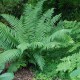 DRYOPTERIS wallichiana