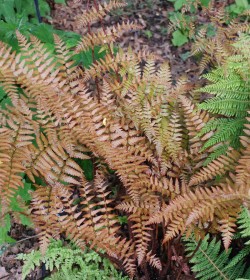 DRYOPTERIS erythrosora