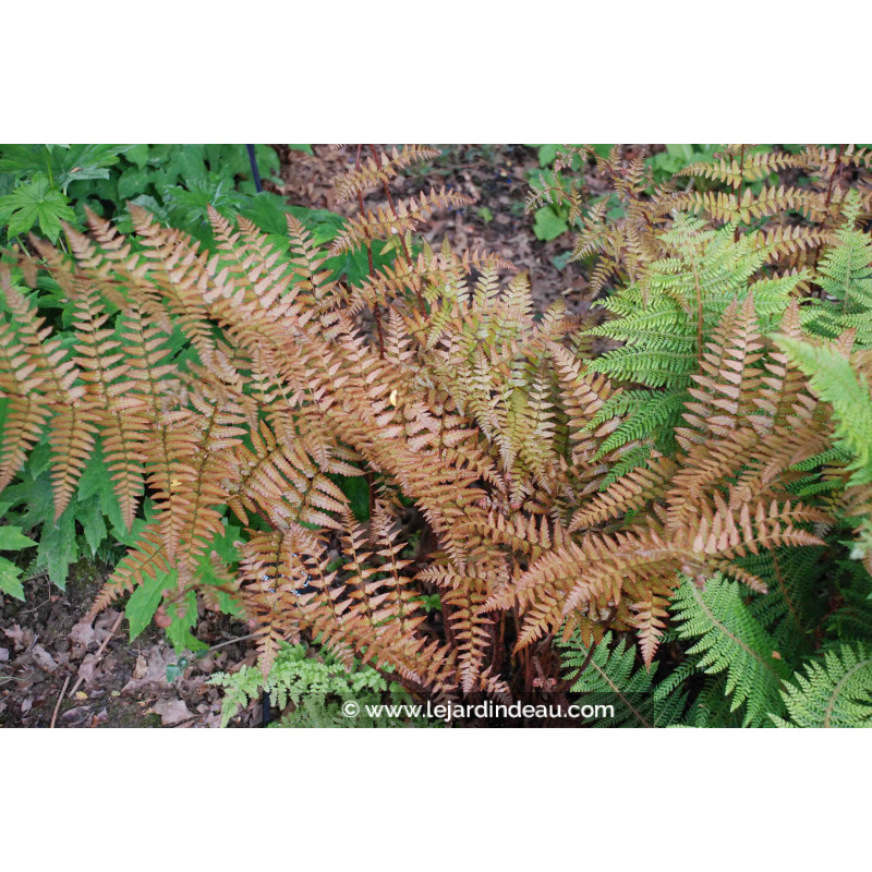DRYOPTERIS erythrosora DRYOPTERIS erythrosora