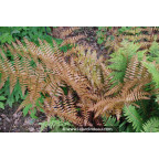 DRYOPTERIS erythrosora DRYOPTERIS erythrosora