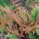 DRYOPTERIS erythrosora