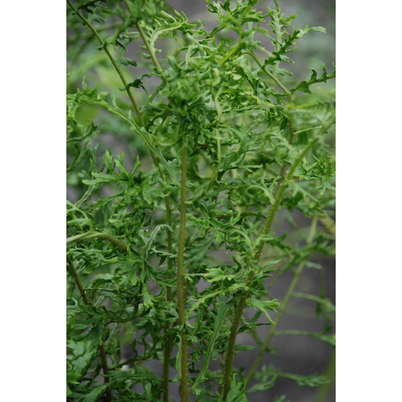 DRYOPTERIS filix-mas 'Linearis Polydactyla'