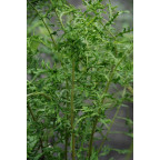 DRYOPTERIS filix-mas 'Linearis Polydactyla'