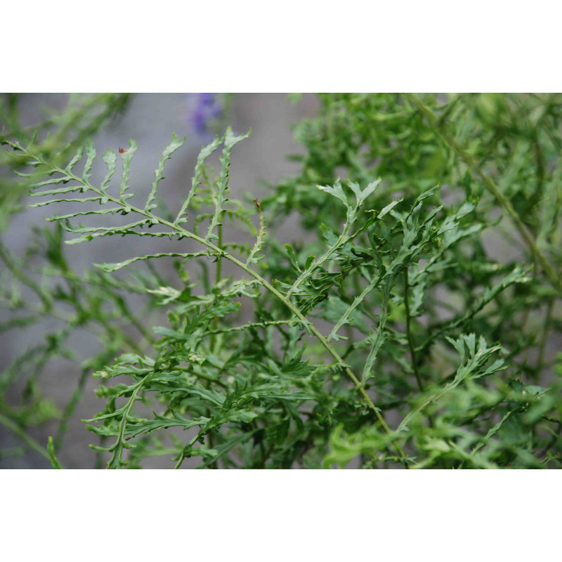 DRYOPTERIS filix-mas 'Linearis Polydactyla'