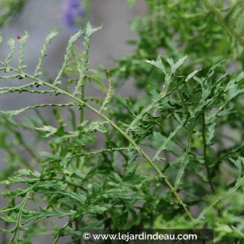 DRYOPTERIS filix-mas &#039;Linearis Polydactyla&#039;