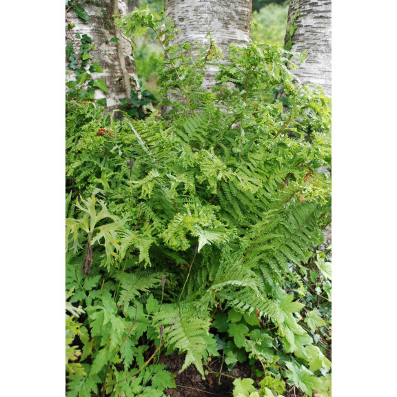 DRYOPTERIS filix-mas 'Crispa Cristata'