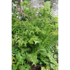 DRYOPTERIS filix-mas 'Crispa Cristata'