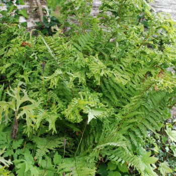 DRYOPTERIS filix-mas &#039;Crispa Cristata&#039;