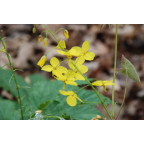 EPIMEDIUM x perralchicum 'Fr&ouml;hnleiten'