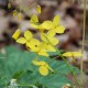 EPIMEDIUM x perralchicum 'Fröhnleiten'