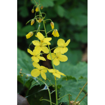 EPIMEDIUM x perralchicum \'Fr&ouml;hnleiten\'