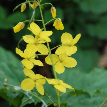 EPIMEDIUM x perralchicum &#039;Fröhnleiten&#039;