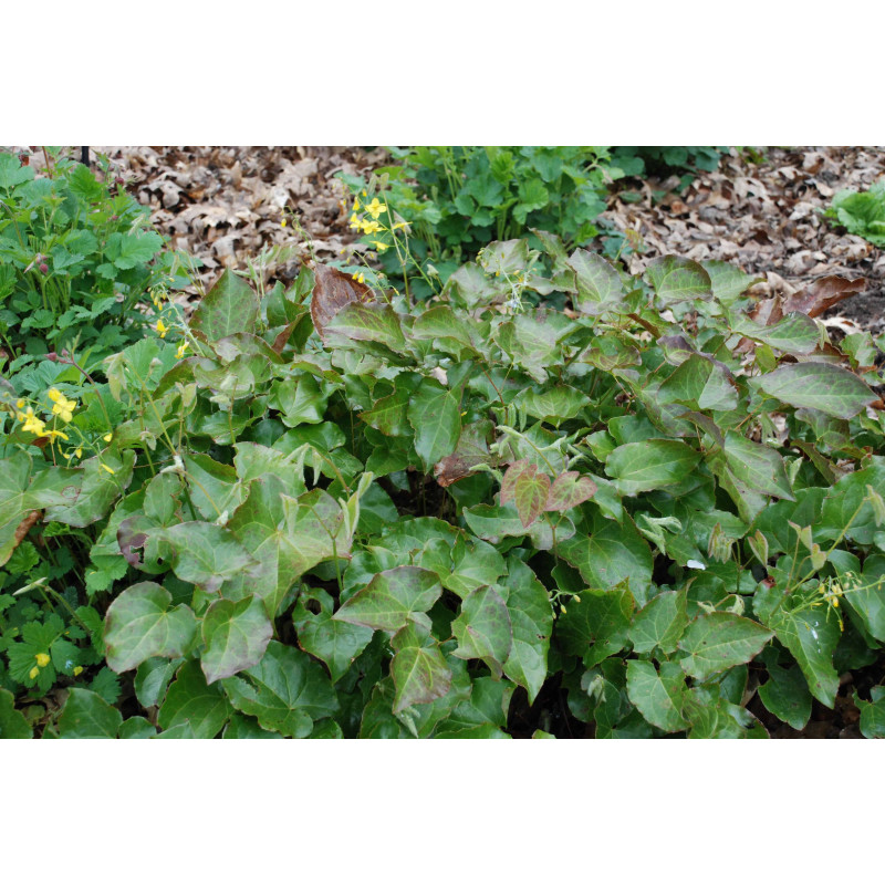 EPIMEDIUM x perralchicum 'Fr&ouml;hnleiten'